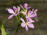 Epidendrum imatophyllum